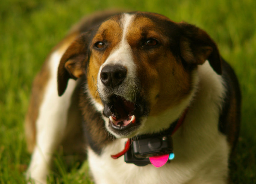BarxBuddy Interview: Do Bark Collars Actually Work On Dogs?